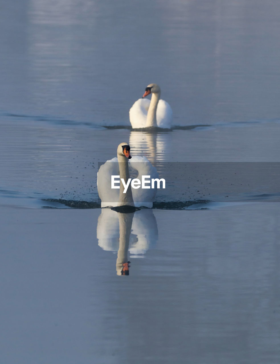 View of swan floating on lake