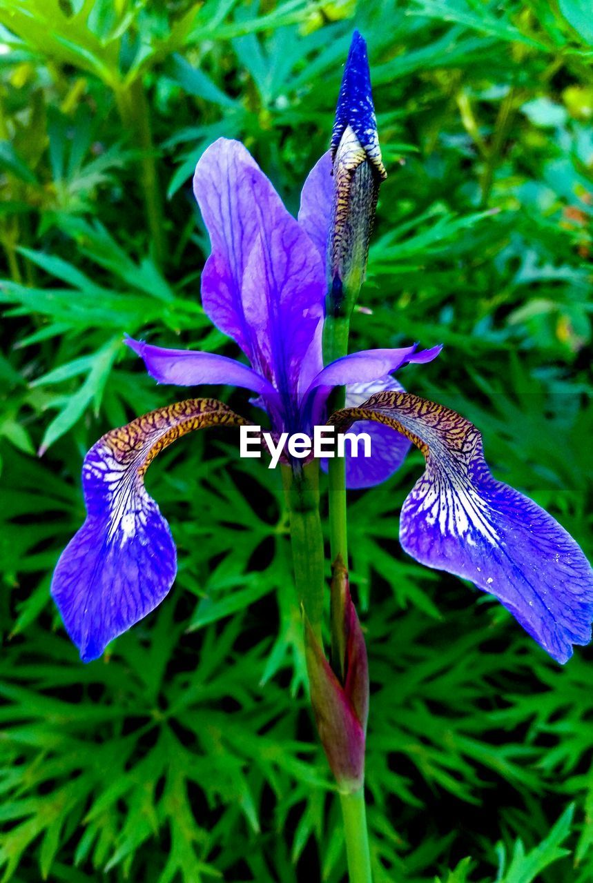 CLOSE-UP OF PURPLE FLOWER