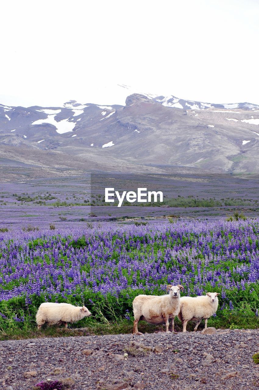 Sheep on landscape against mountain range