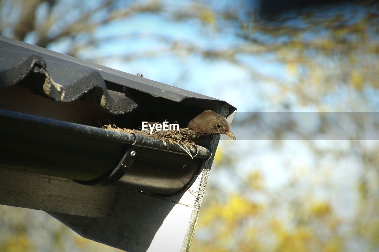 Low angle view of bird perching outdoors