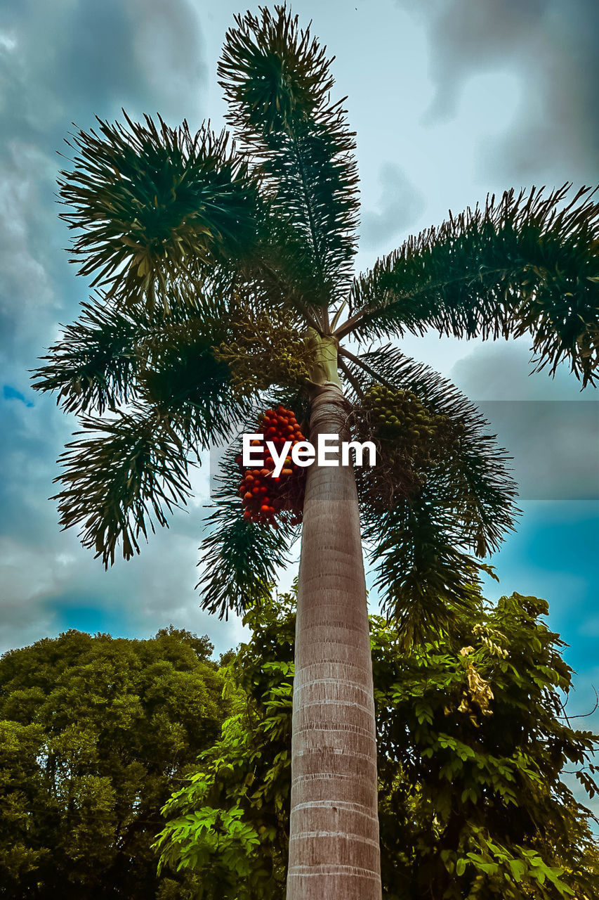 LOW ANGLE VIEW OF PALM TREES AGAINST SKY