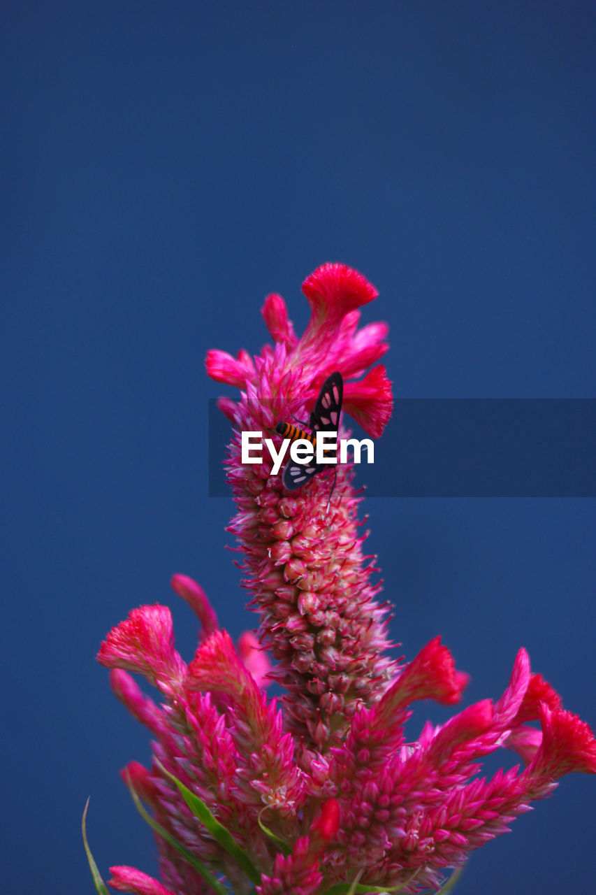 Celosia flower