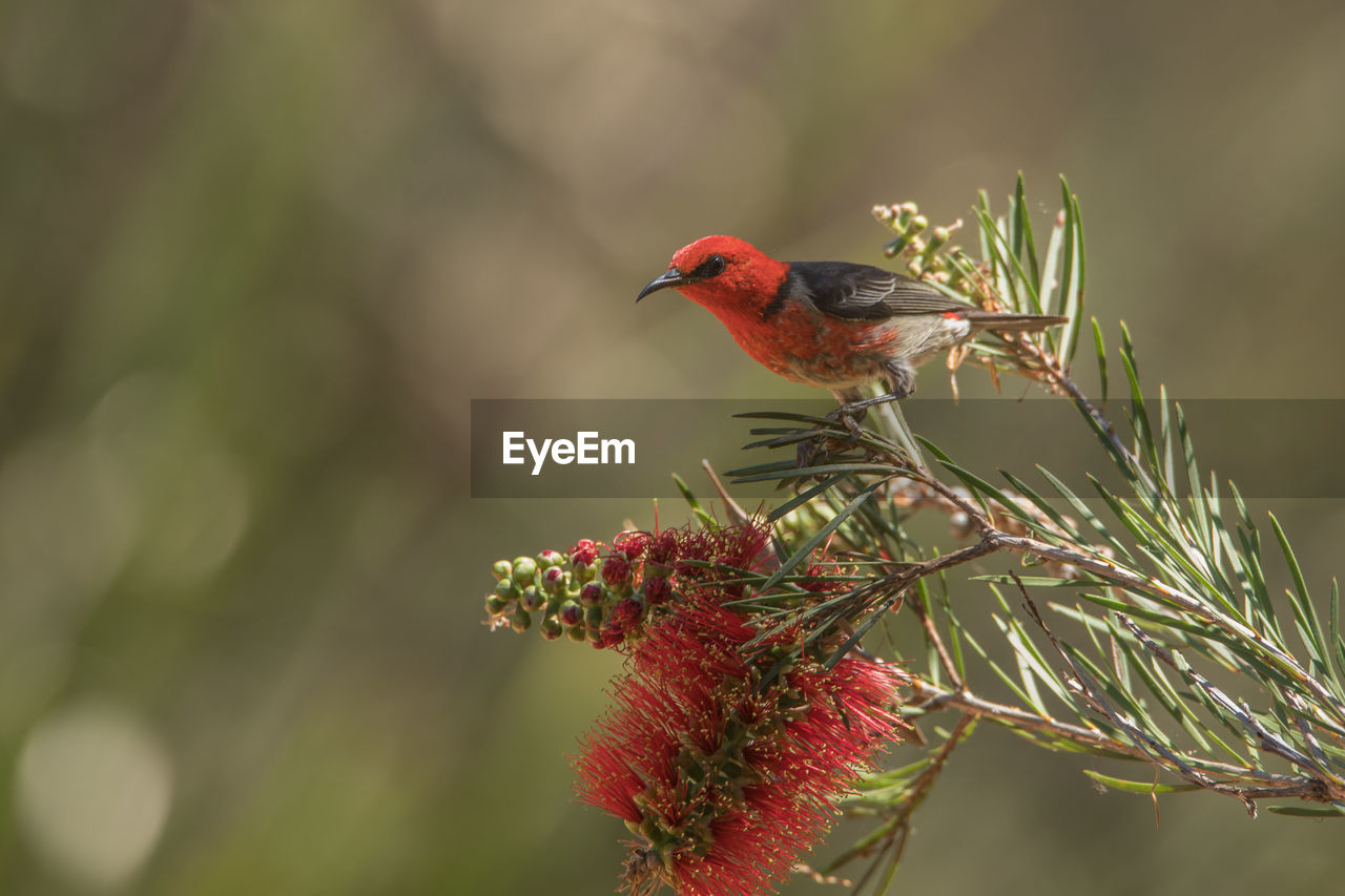 Close-up of a bird perching on flower