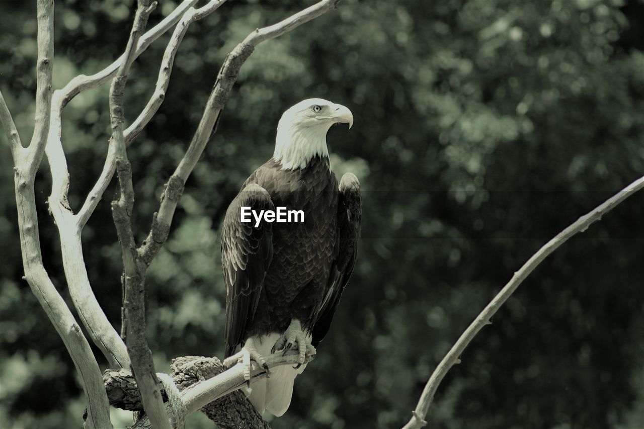 CLOSE-UP OF OWL PERCHING ON TREE