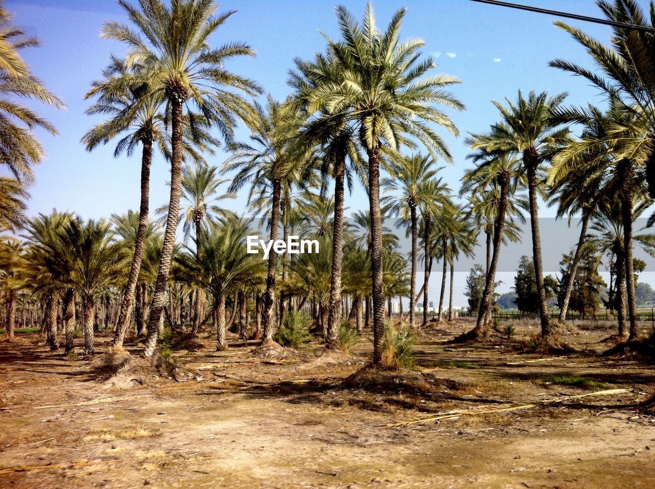 PALM TREES ON LANDSCAPE AGAINST SKY