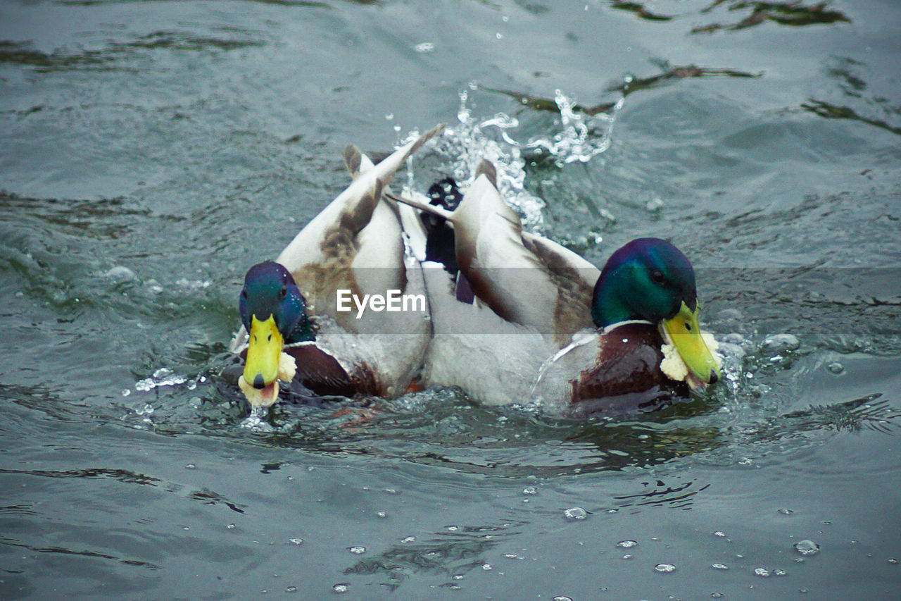 Close-up of ducks in water