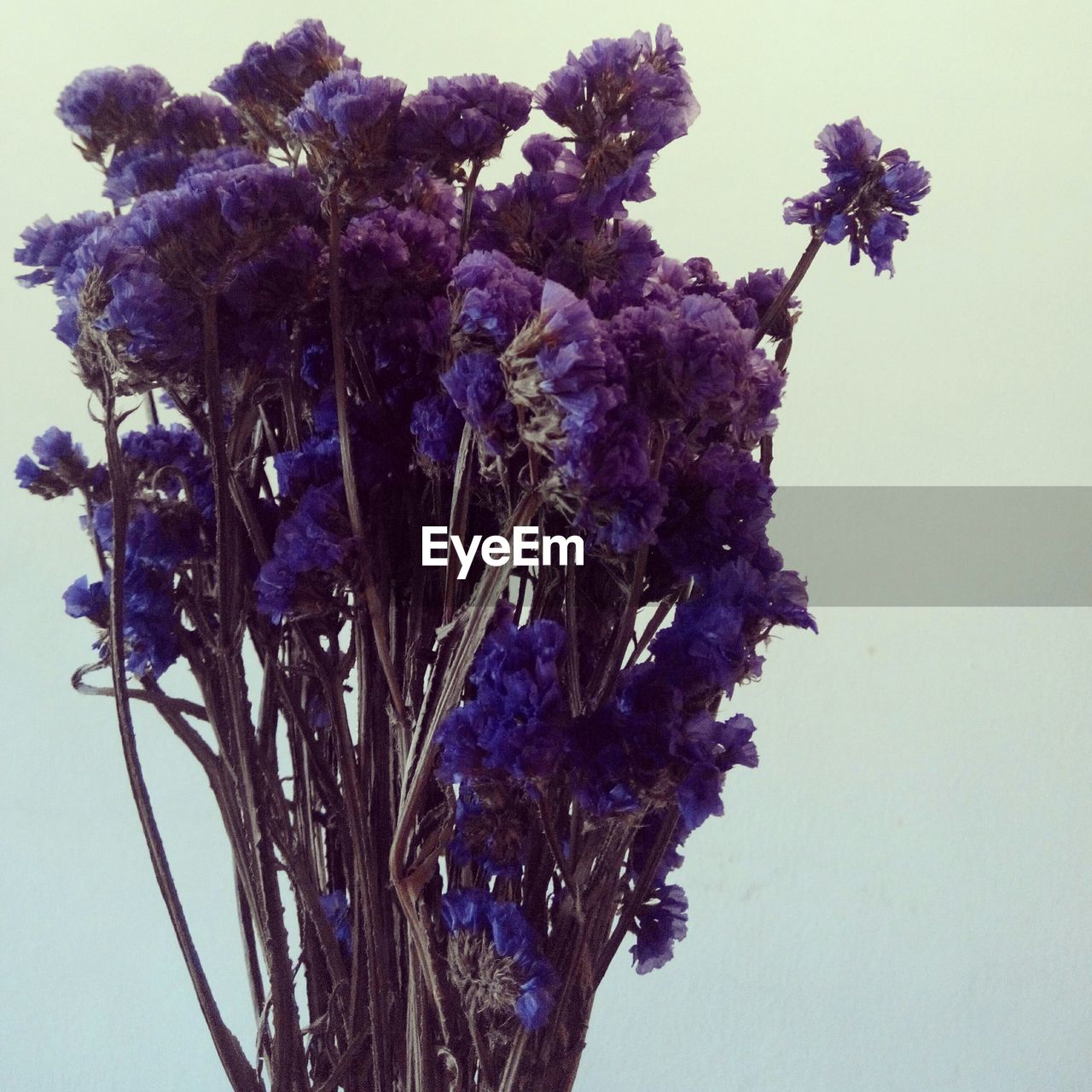 Close-up of purple flowers against white background