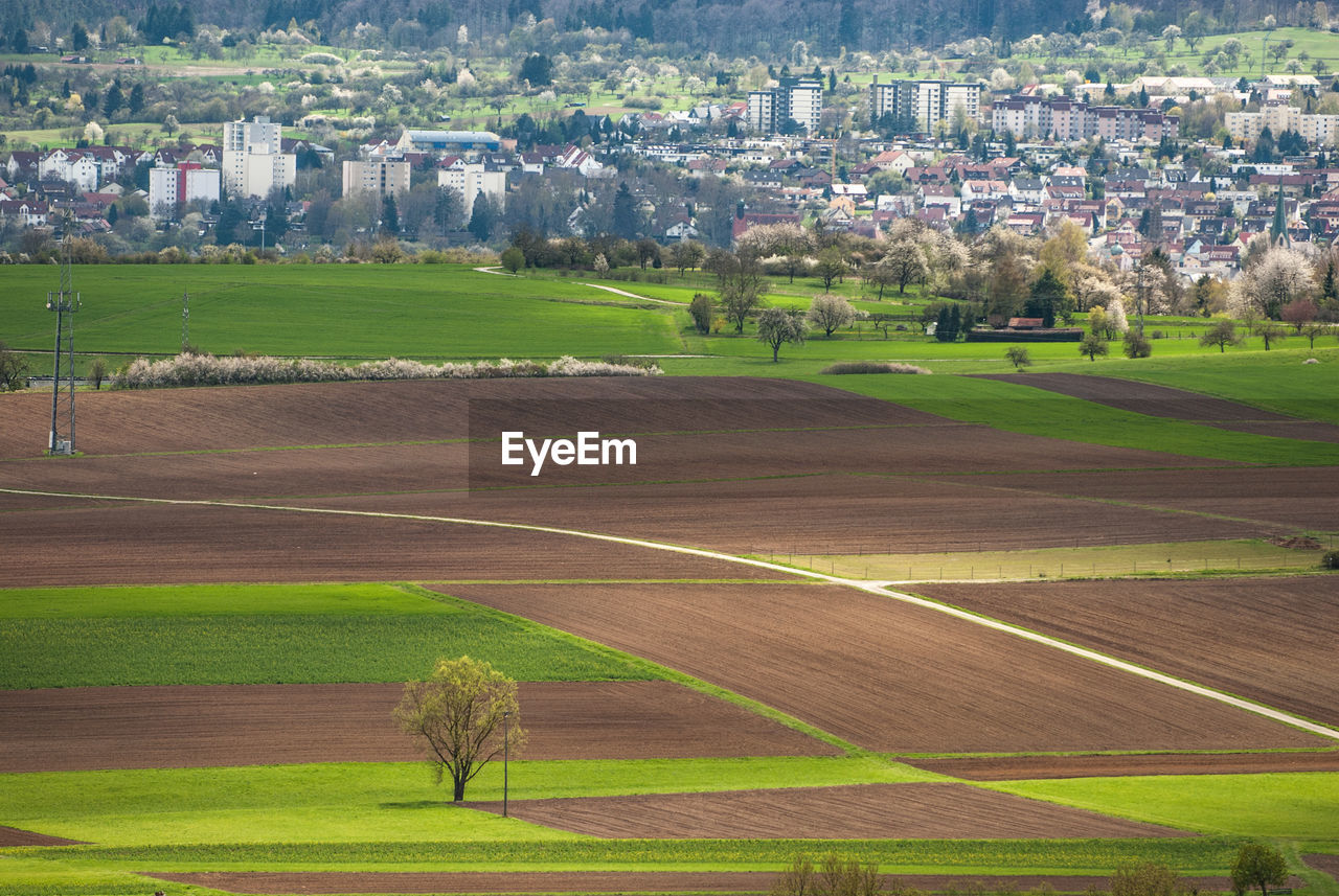 Scenic view of agricultural field