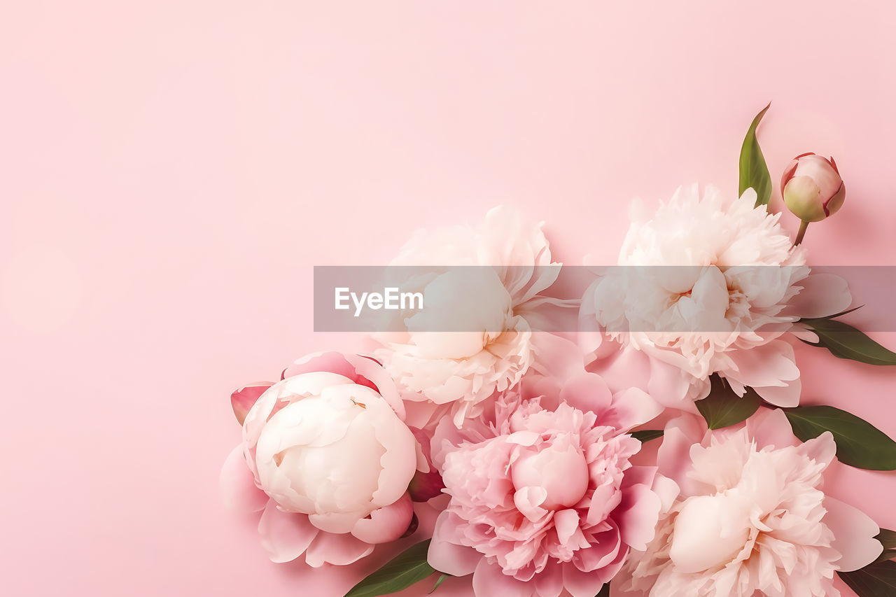 Close-up of white flowers against pink background