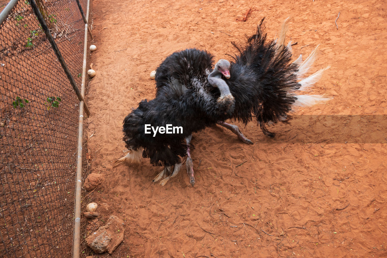 High angle view of a bird on land