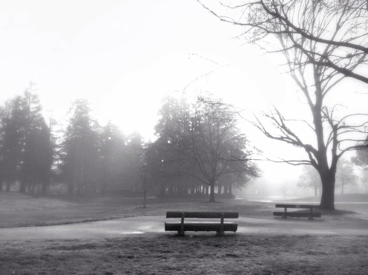 Empty bench at park against trees