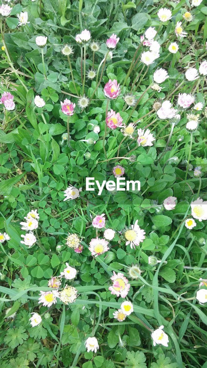 FULL FRAME SHOT OF WHITE FLOWERS BLOOMING IN FIELD