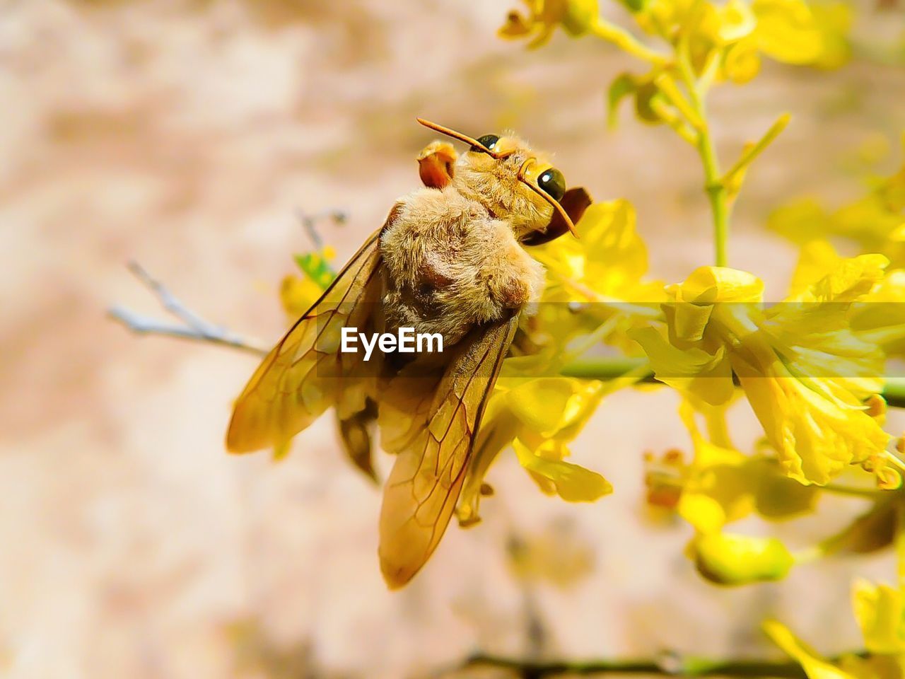 close-up of bee pollinating on flower