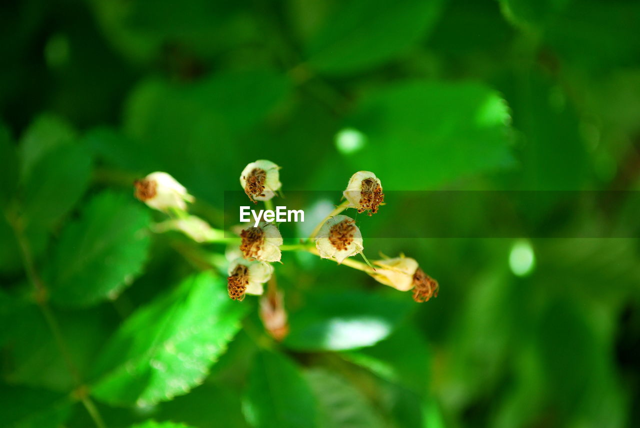 CLOSE-UP OF FLOWERING PLANTS