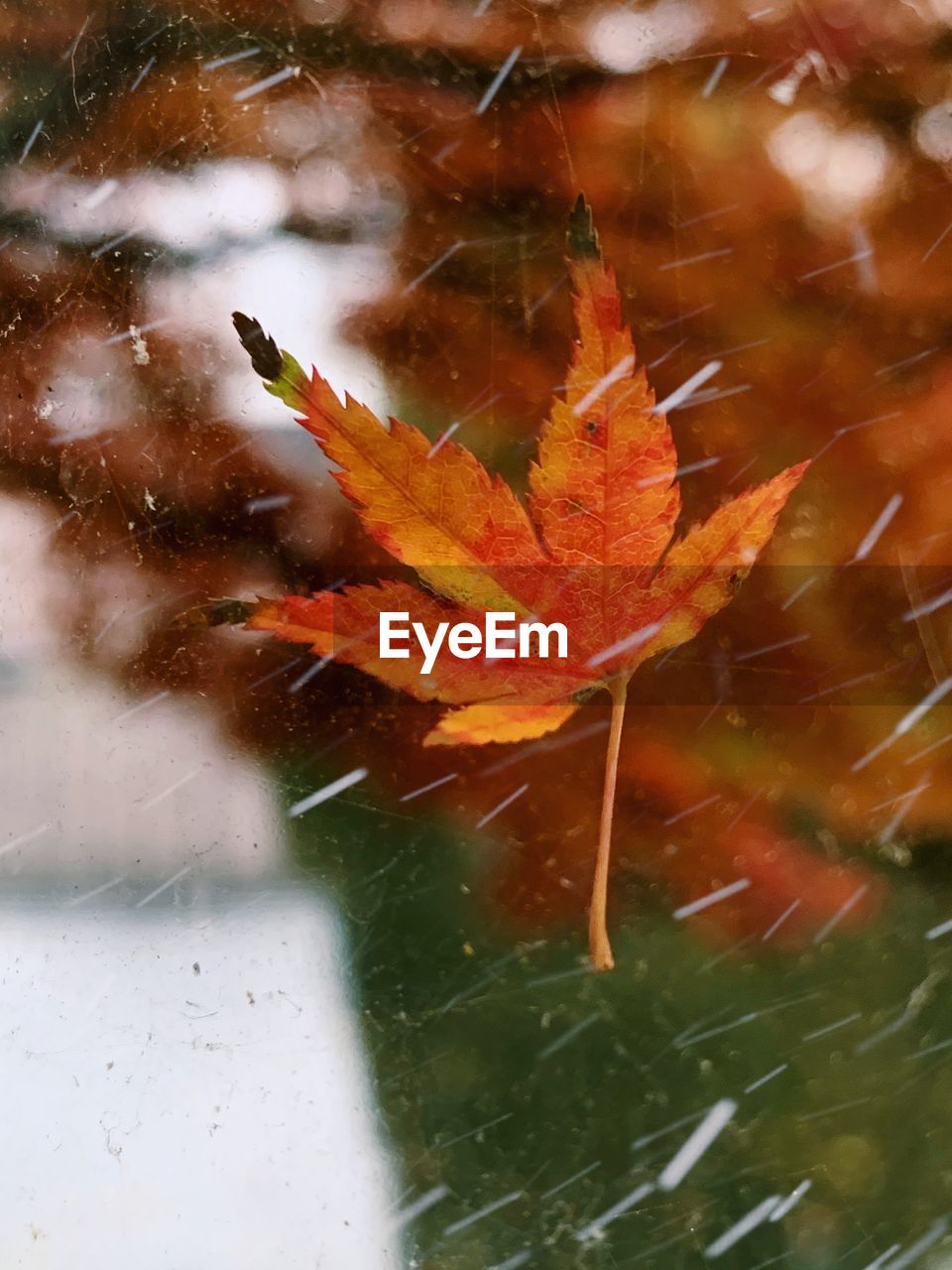 HIGH ANGLE VIEW OF MAPLE LEAVES IN WATER