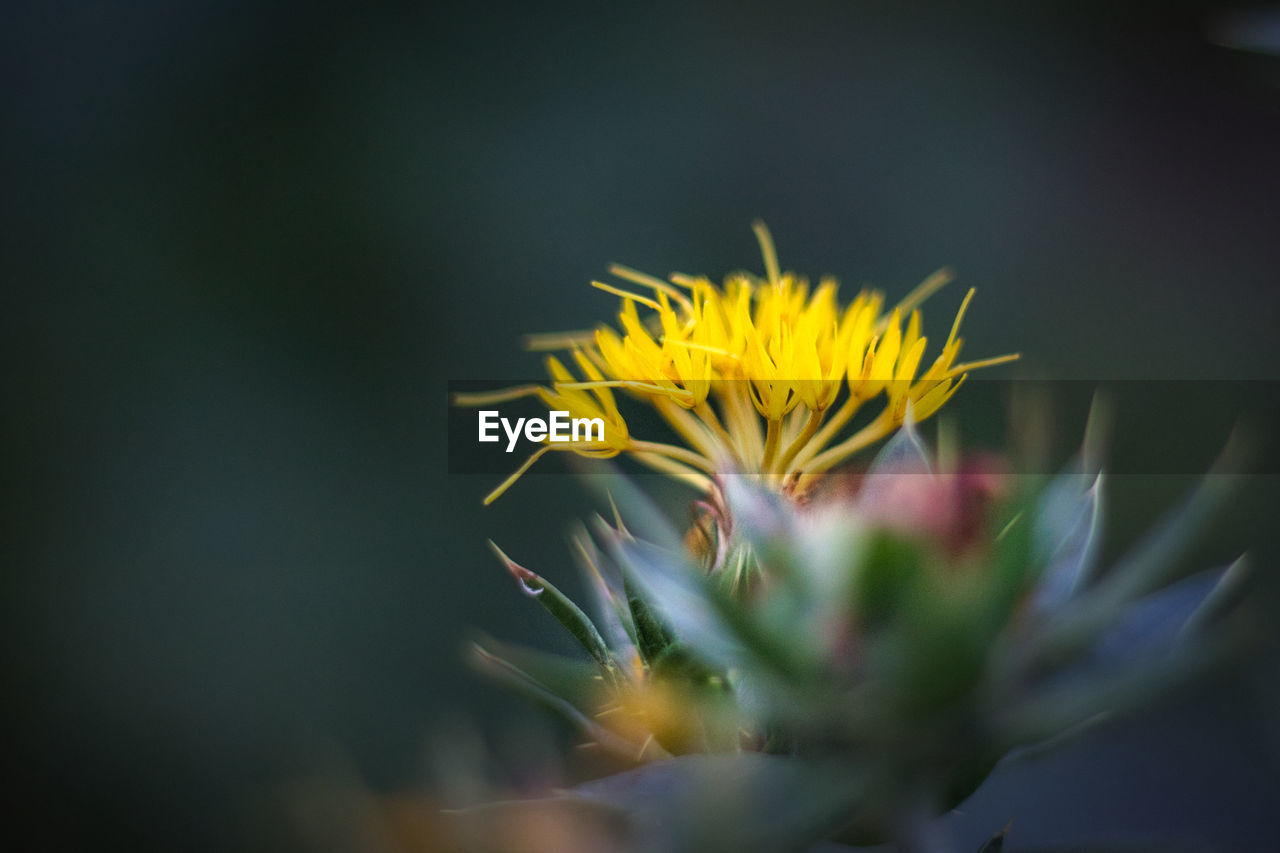 CLOSE-UP OF YELLOW FLOWERING PLANTS