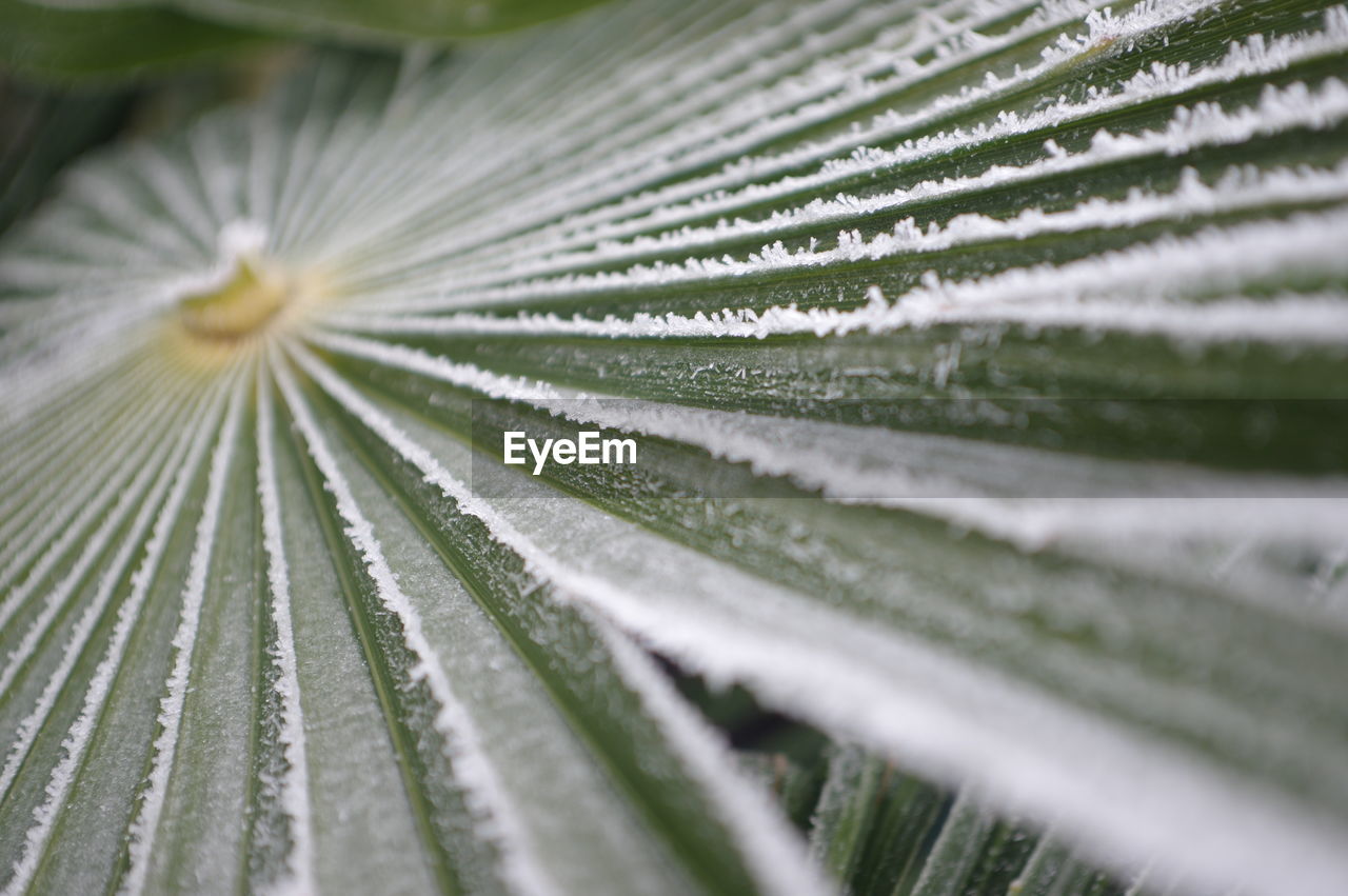 Close-up of dew drops on plant