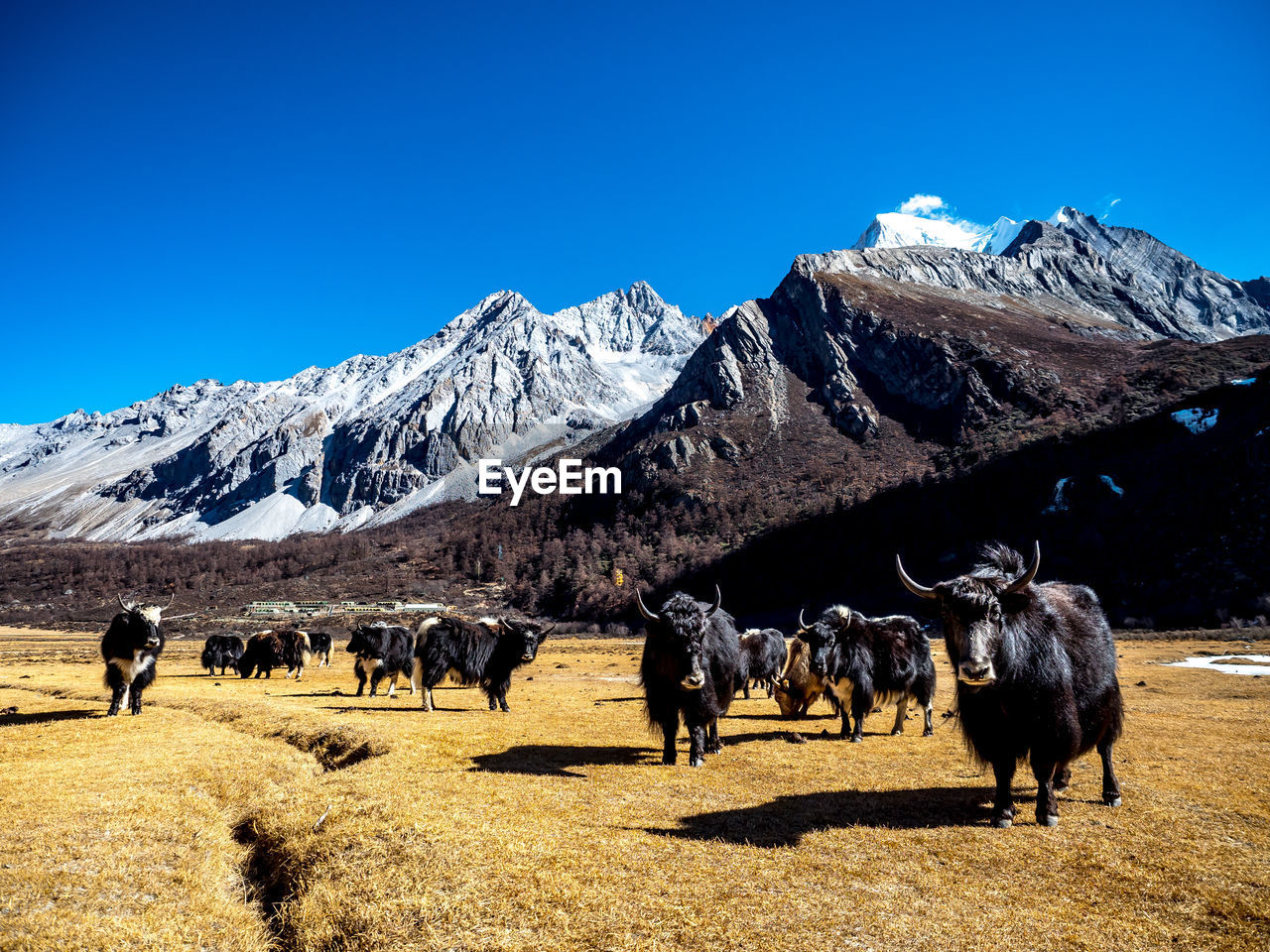 Livestock on field against snowcapped mountains and clear blue sky