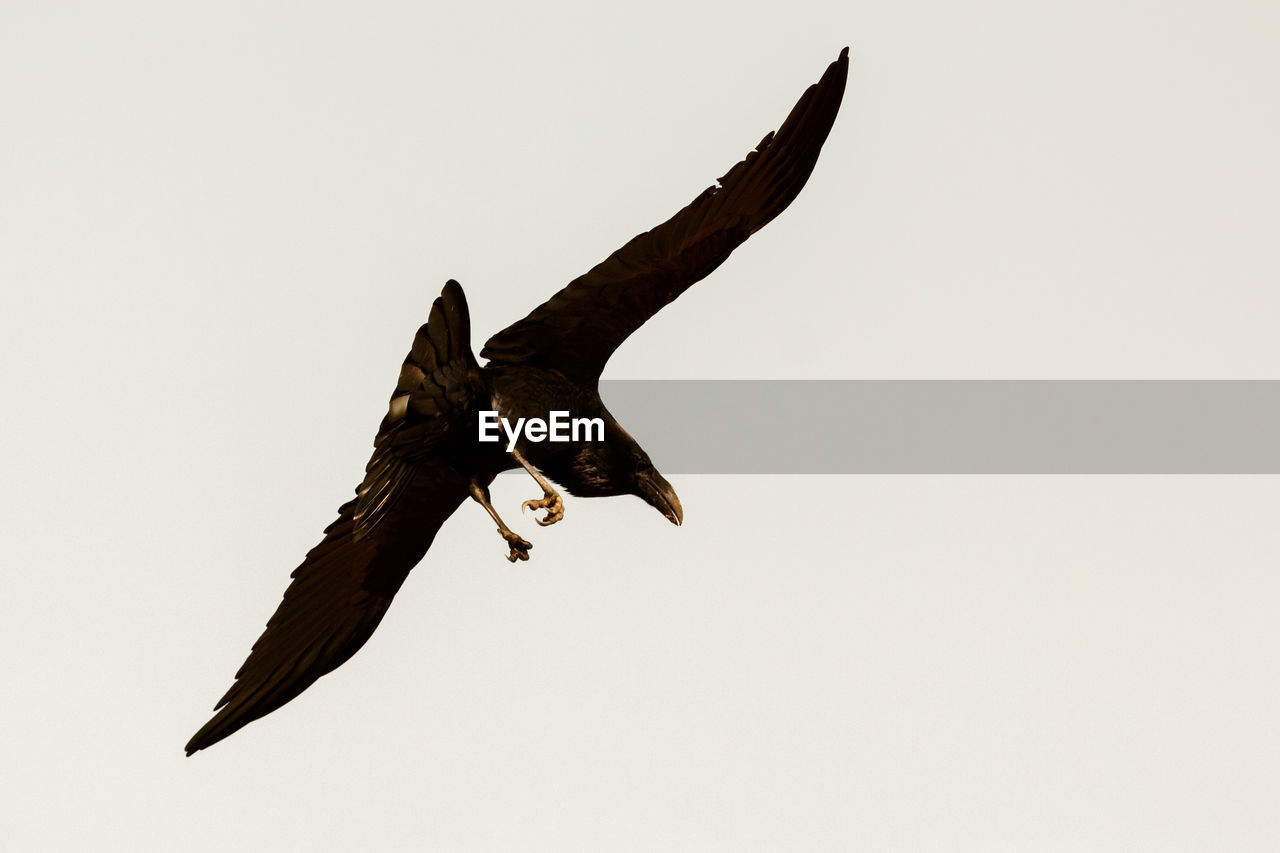 LOW ANGLE VIEW OF EAGLE FLYING IN THE SKY