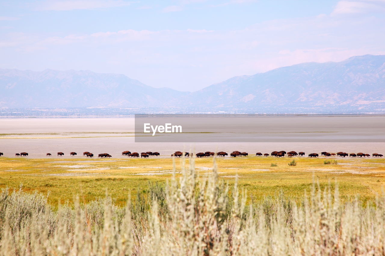 Mid distant view of american bison at lakeshore against sky
