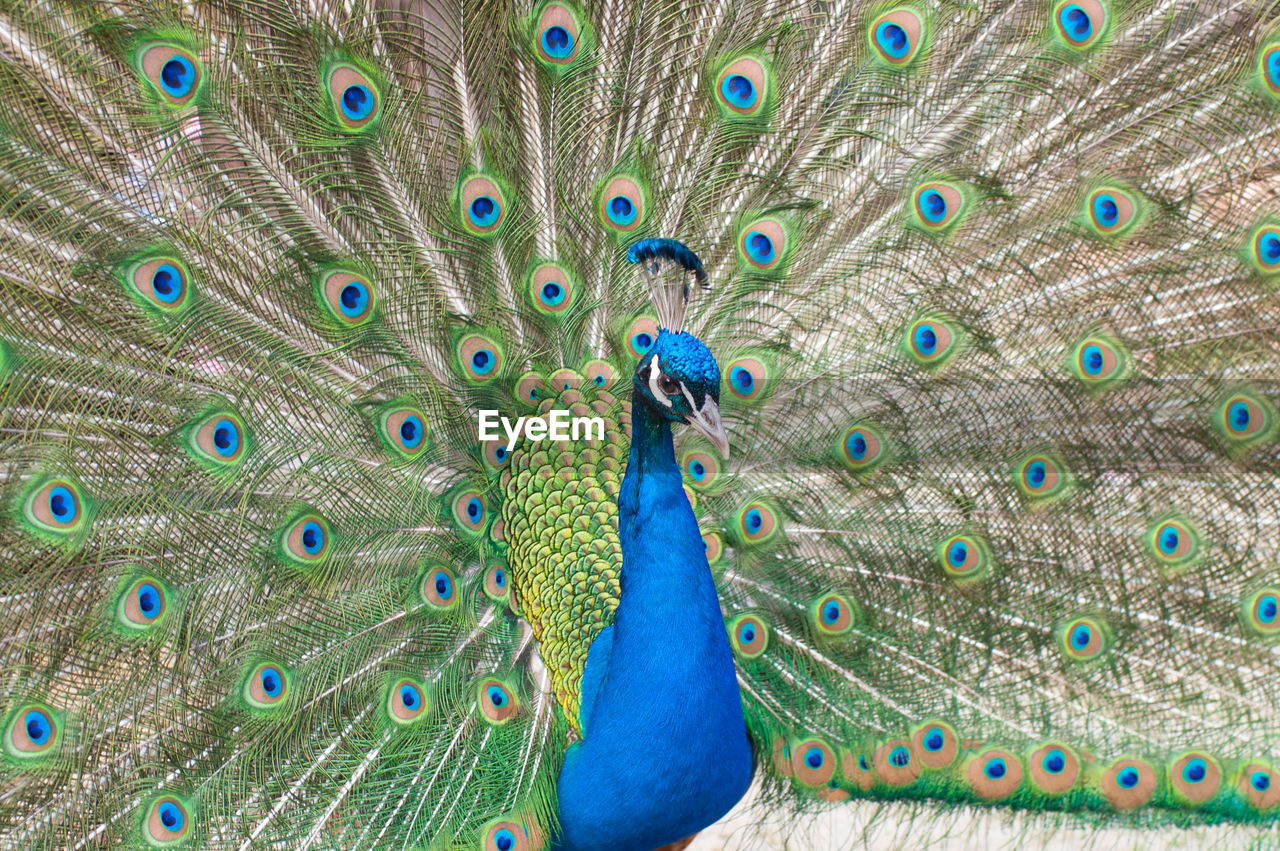 Portrait of a beautiful peacock with feathers out in the parc floral de paris, paris, france.