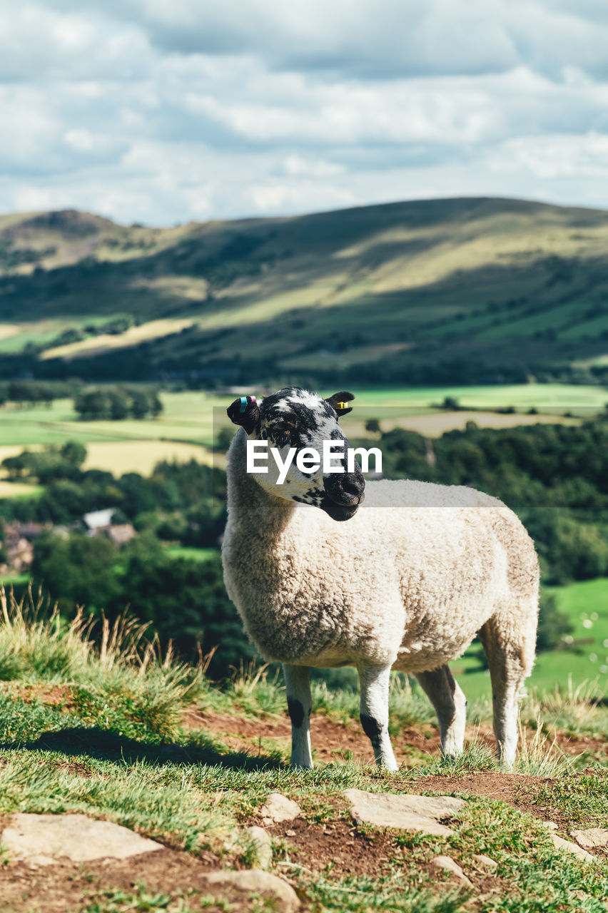 SHEEP STANDING IN FIELD AGAINST MOUNTAIN