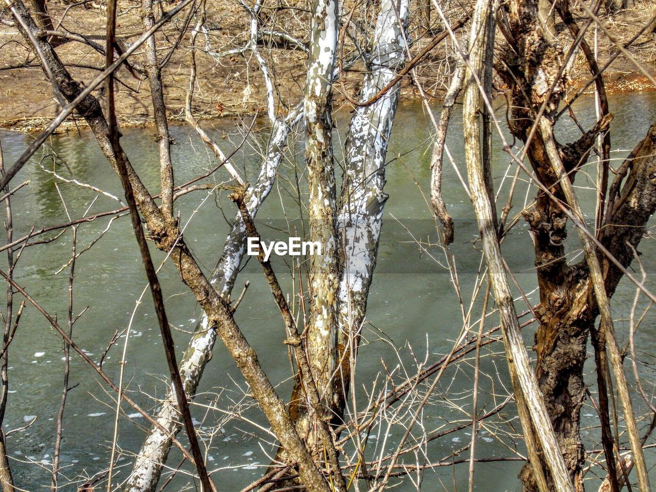 BARE TREES IN WATER