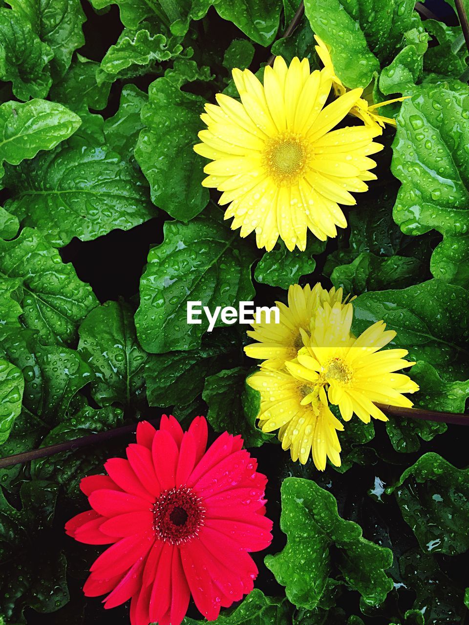 Directly above view of fresh flowers amidst leaves with dew drops