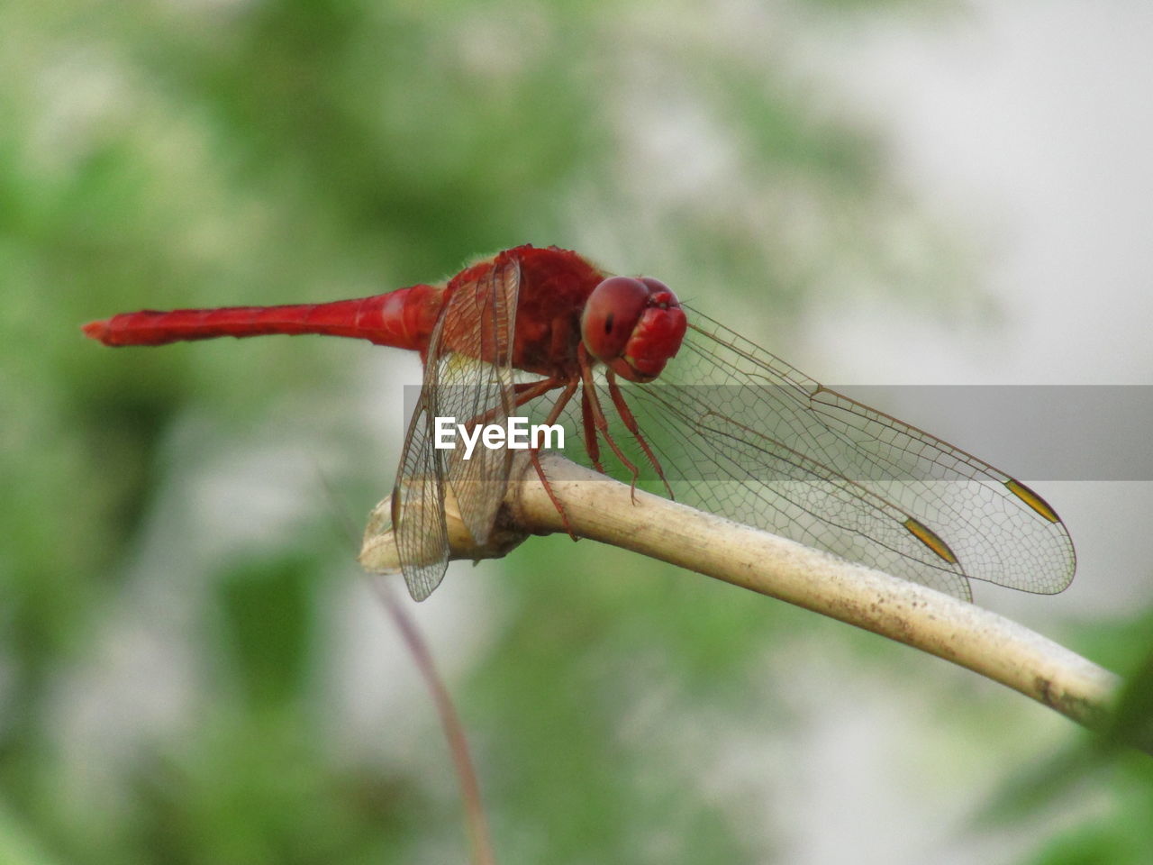 CLOSE-UP OF DRAGONFLY ON PLANT OUTDOORS