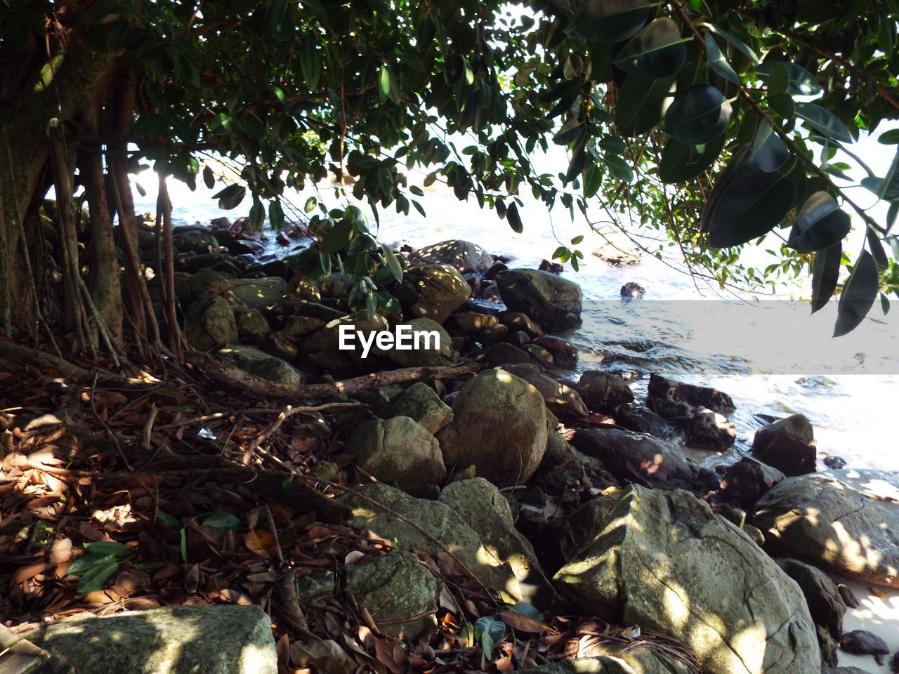 PLANTS GROWING ON BEACH