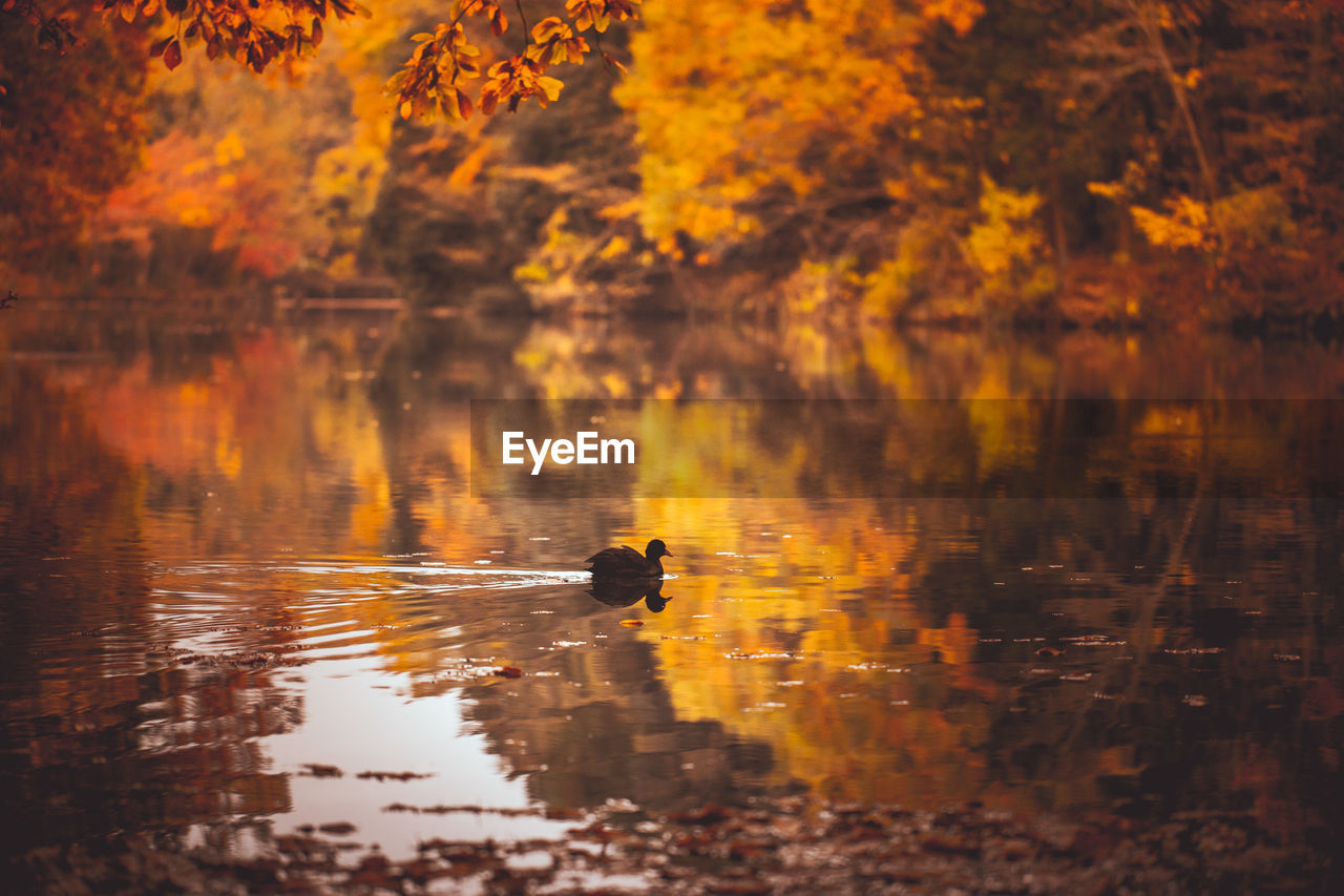 DUCKS IN A LAKE