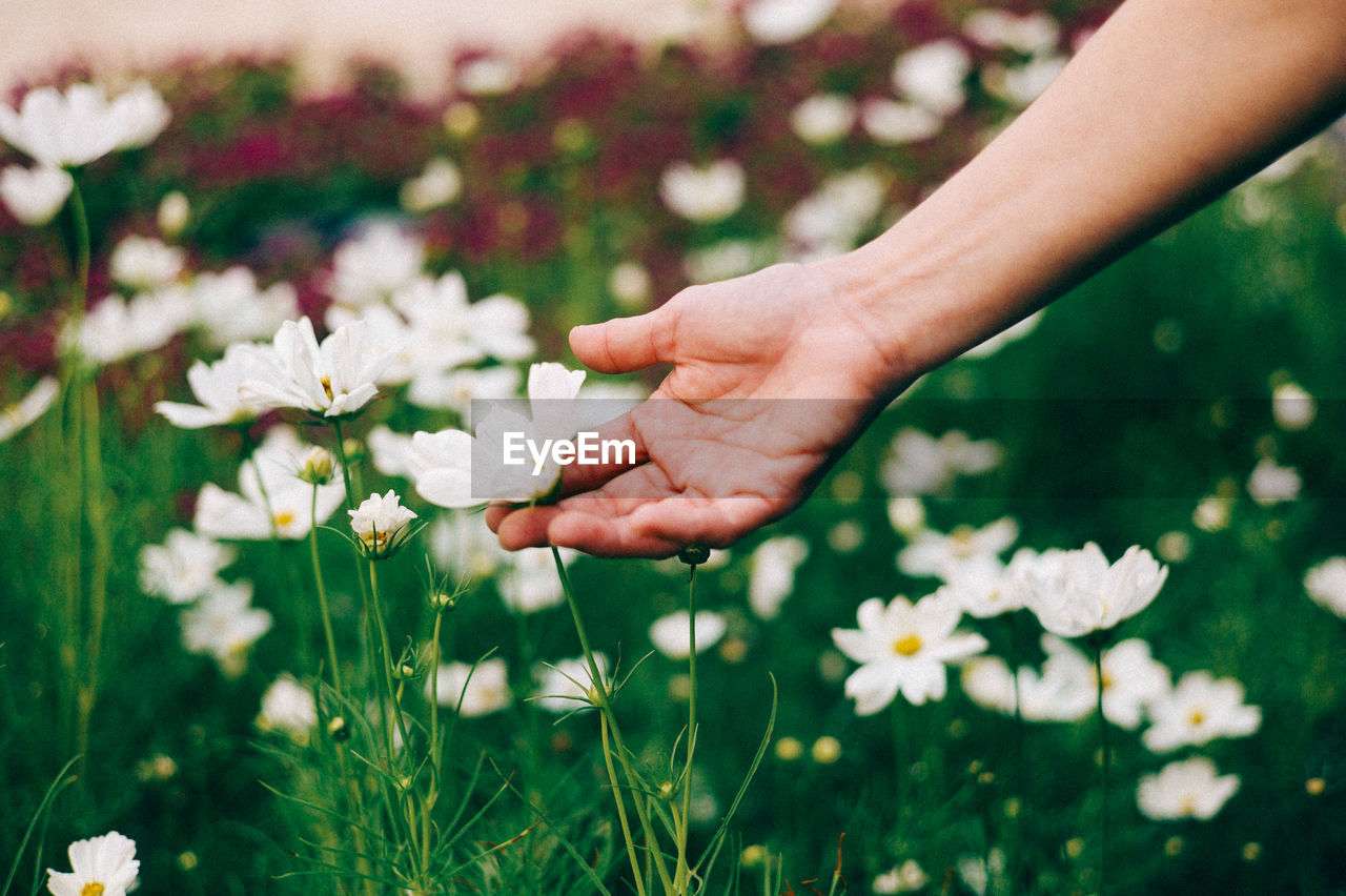 Cropped image of person touching cosmos blooming in park