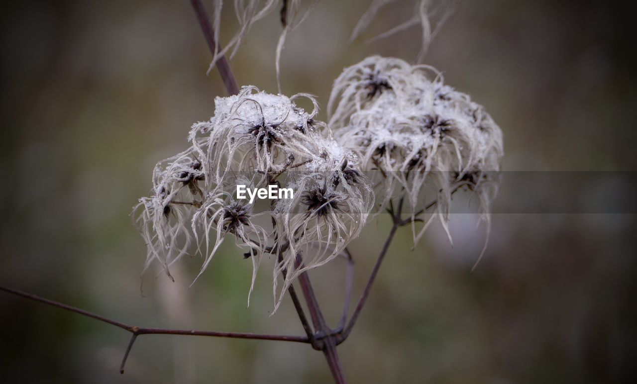 Close-up of wilted plant