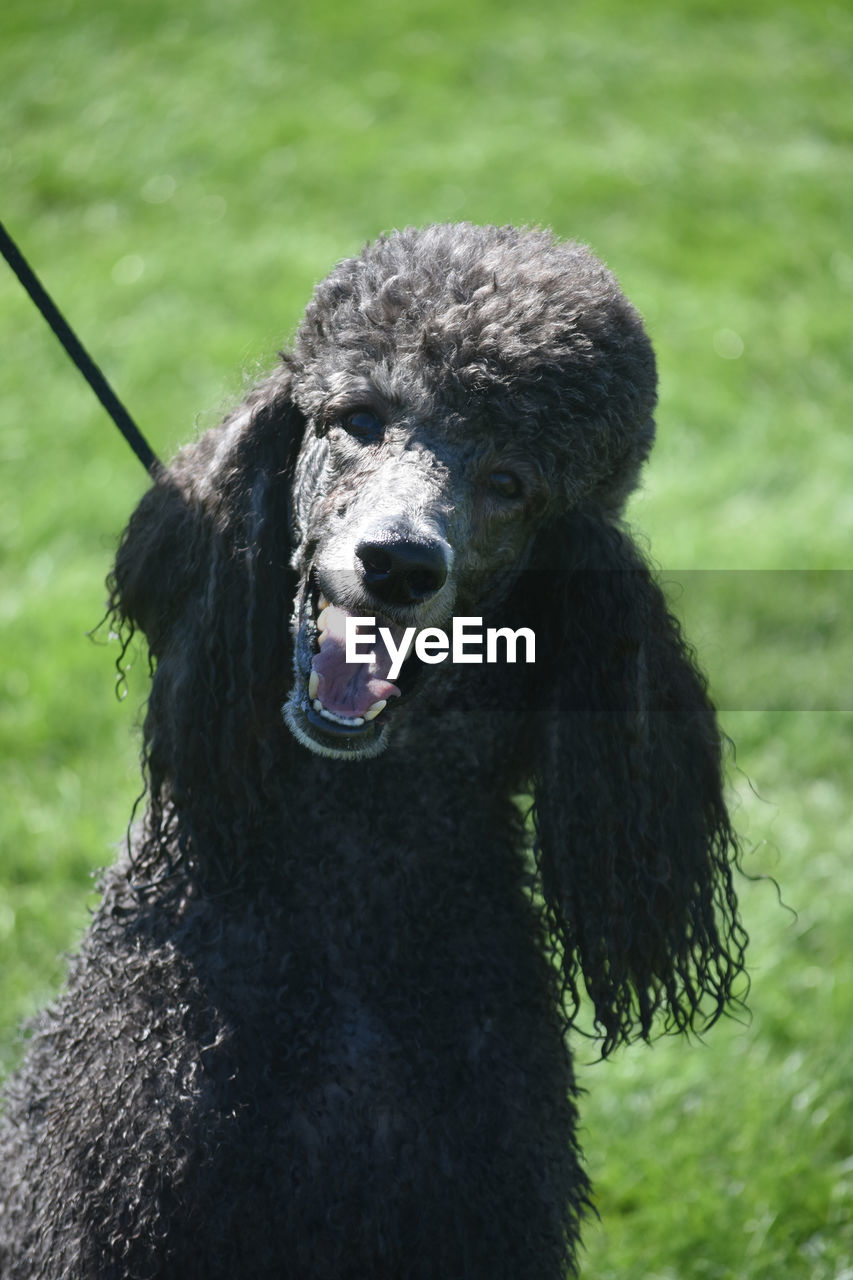 dog, animal themes, animal, pet, mammal, one animal, poodle, barbet, irish water spaniel, domestic animals, grass, canine, black, no people, animal body part, nature, portrait, toy poodle, animal hair, outdoors, mouth open, day, pumi, plant, animal wildlife, animal mouth