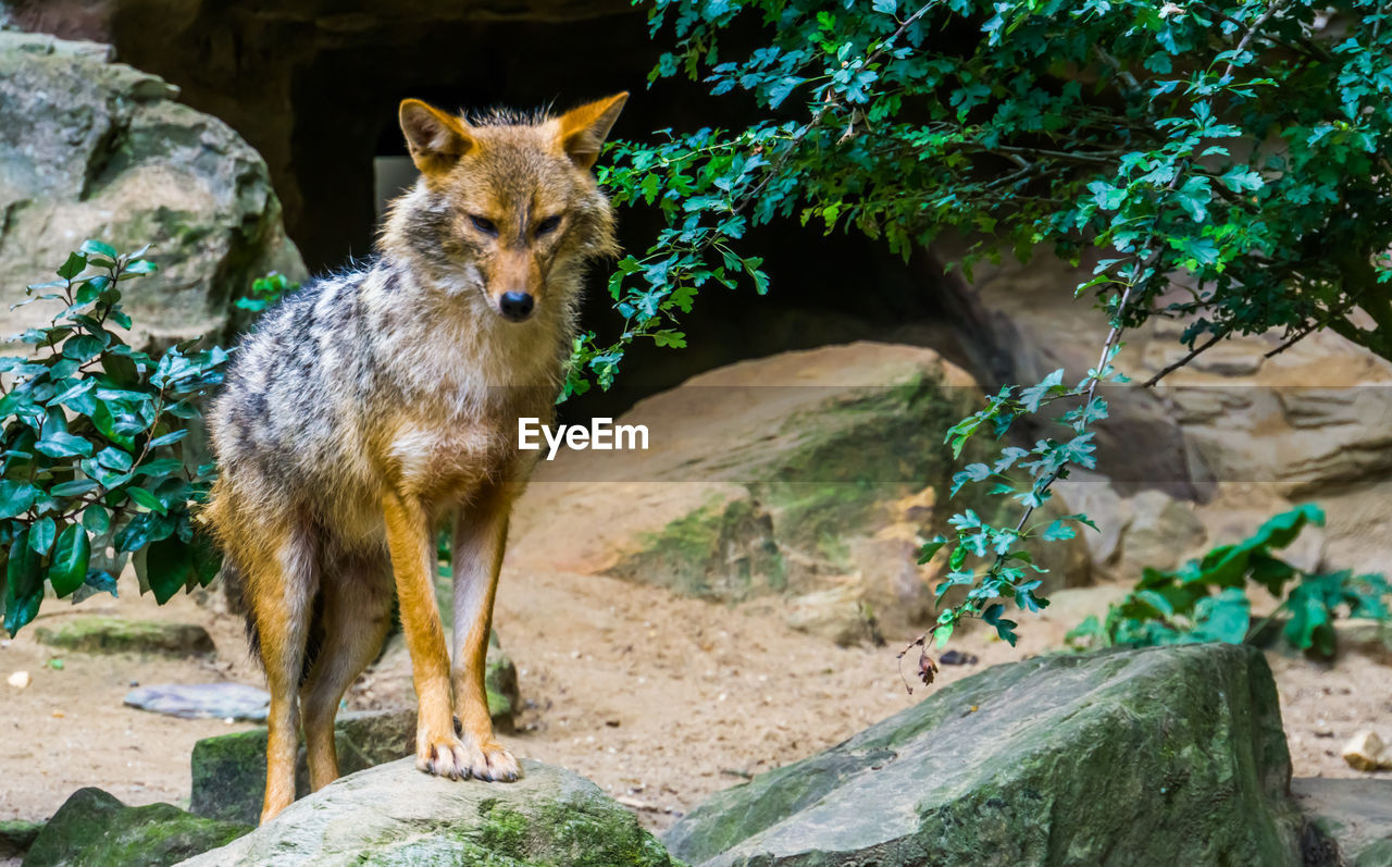 PORTRAIT OF AN ANIMAL ON ROCK AGAINST TREES