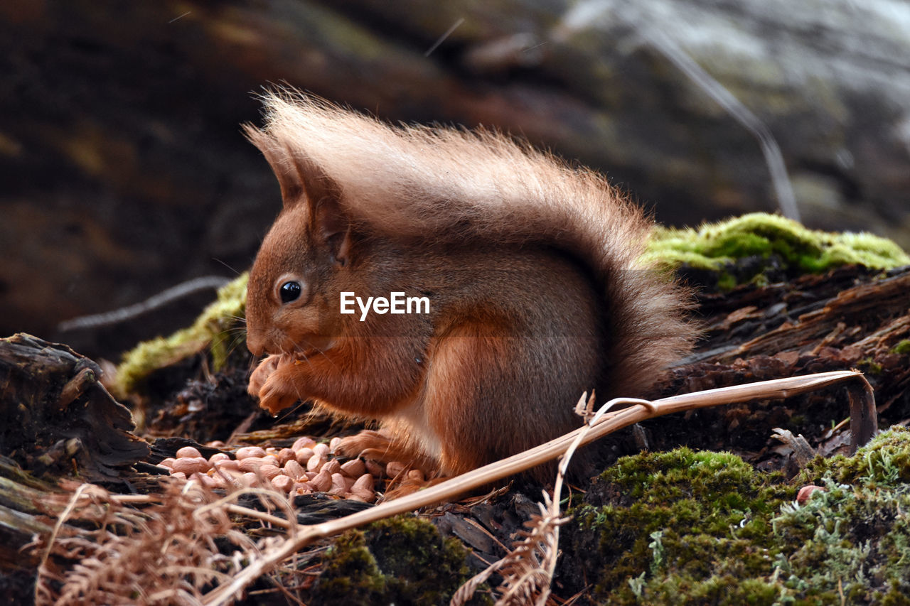 Side view of squirrel eating peanut