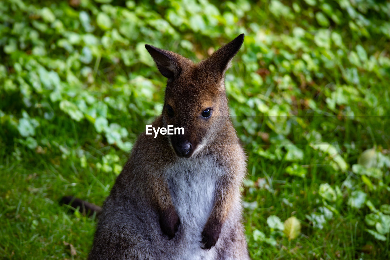 Close-up portrait of kangaroo on land