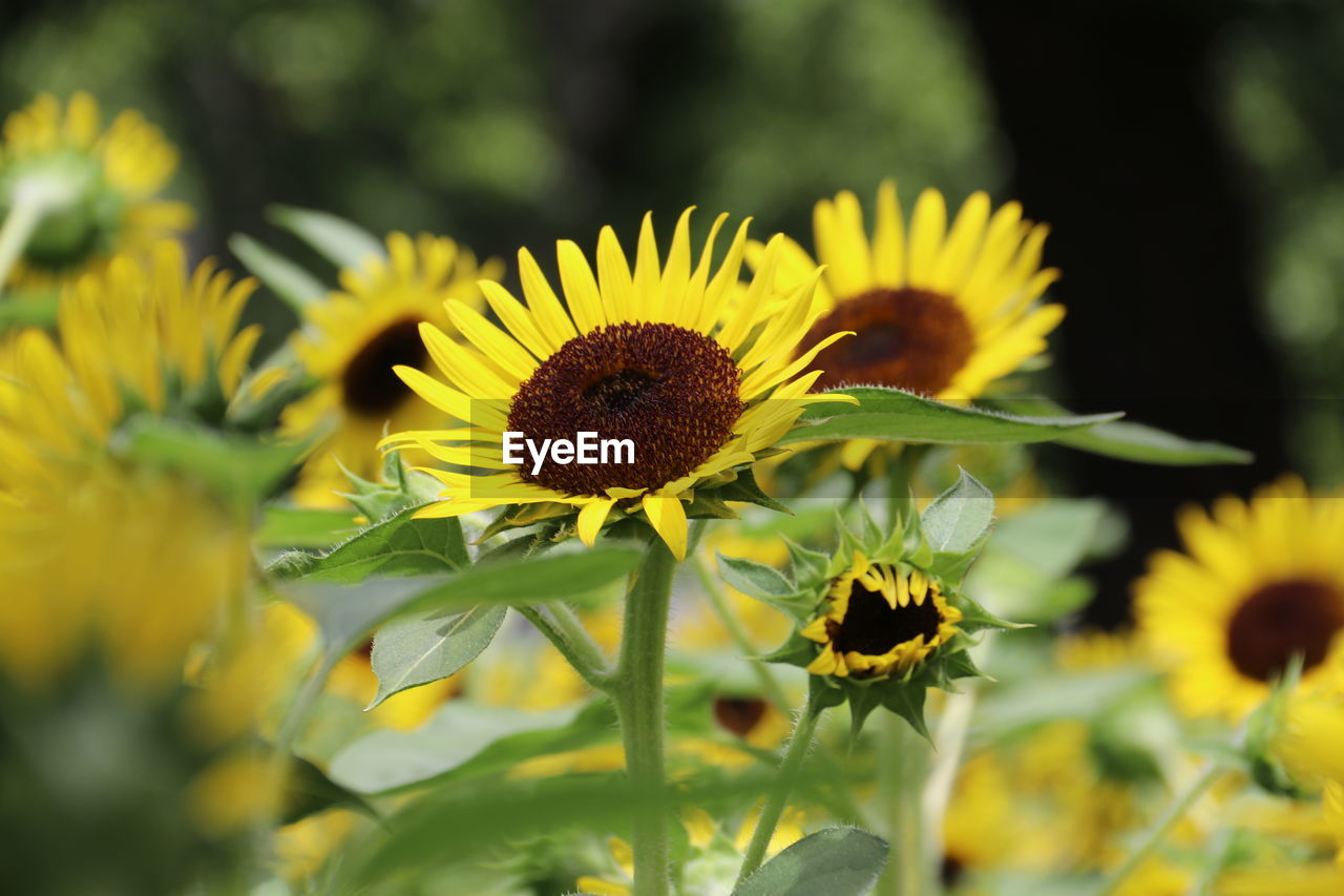CLOSE-UP OF SUNFLOWER ON YELLOW FLOWERING PLANT