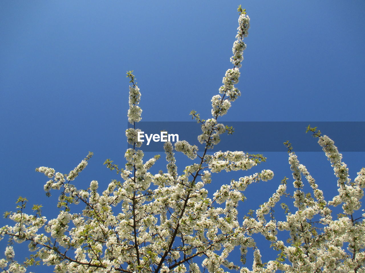 LOW ANGLE VIEW OF CHERRY BLOSSOMS AGAINST BLUE SKY