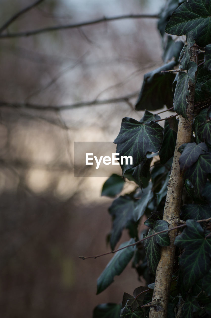 CLOSE-UP OF PLANT AGAINST TREE