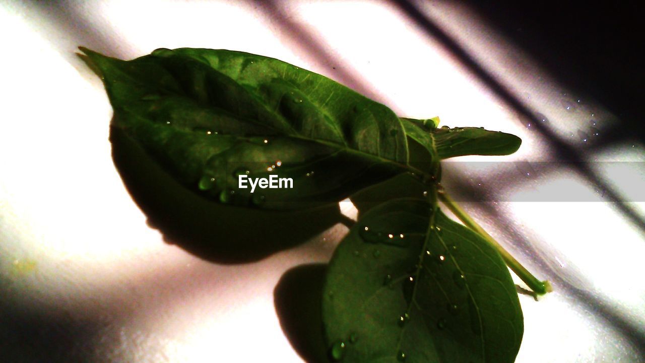 Close-up of wet leaves on table