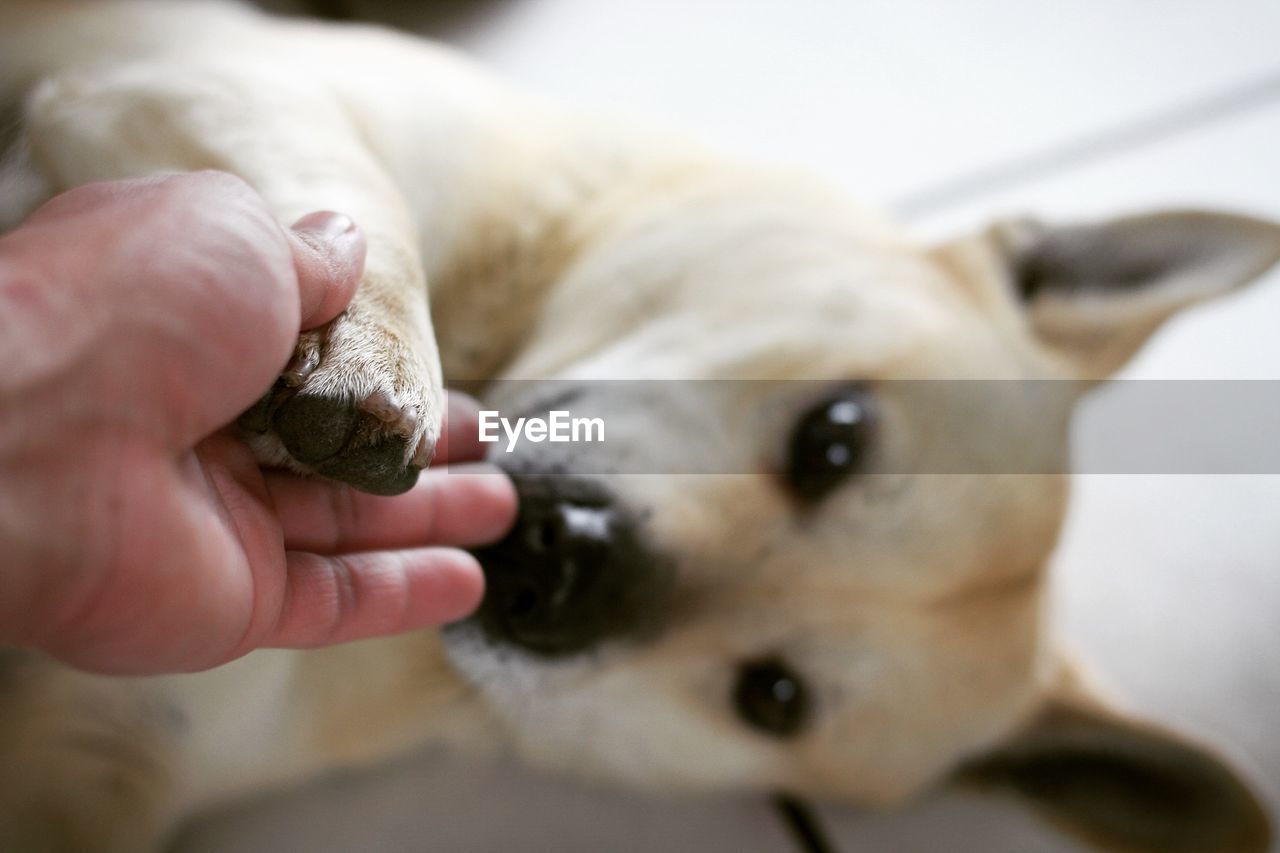 Close-up of hand holding dog