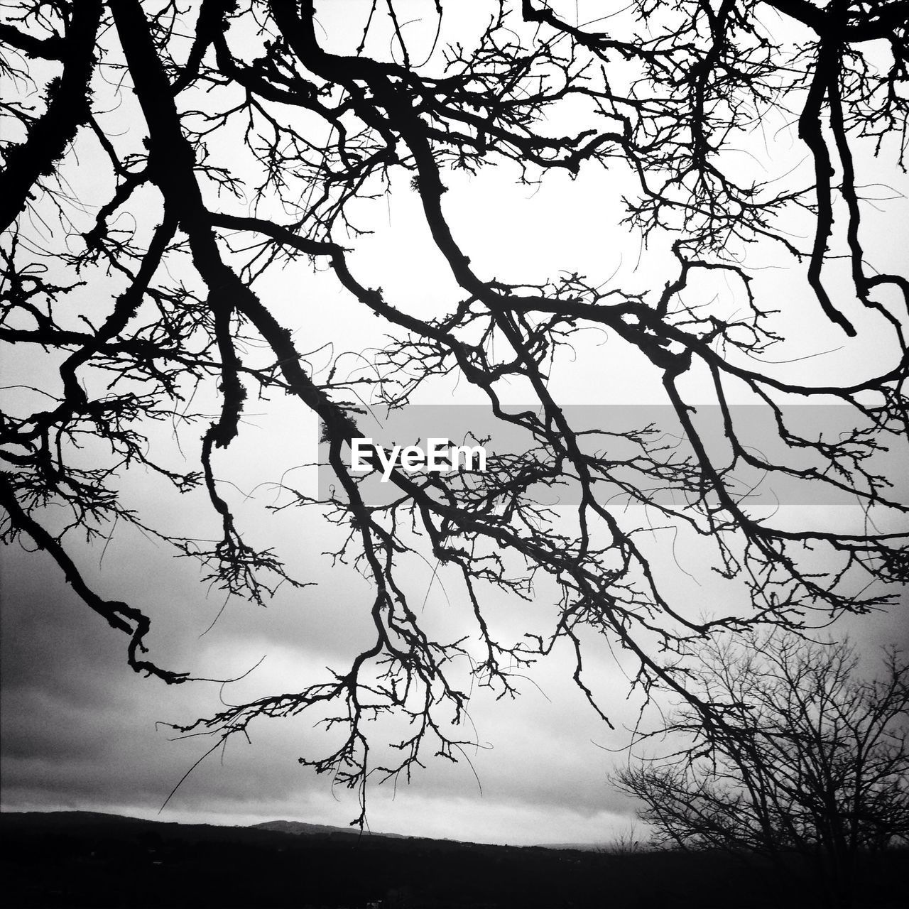 Close-up of silhouette bare tree against the sky