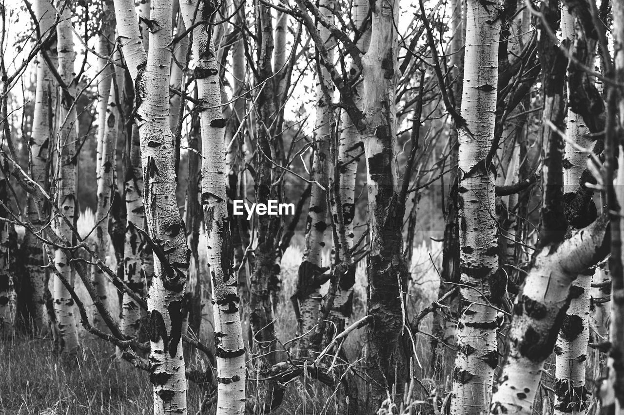 Trees growing in forest