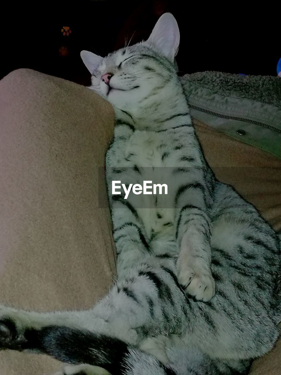 CLOSE-UP OF CAT WITH BLANKET