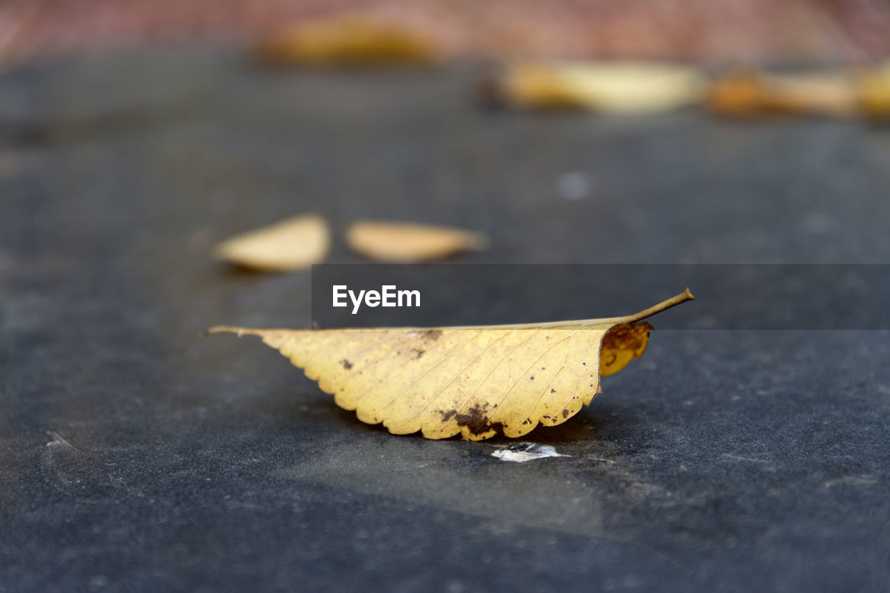 Close-up of yellow leaf on street