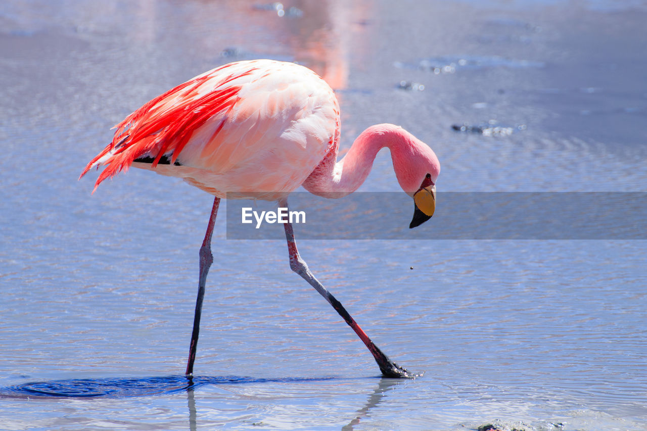 VIEW OF BIRD IN LAKE