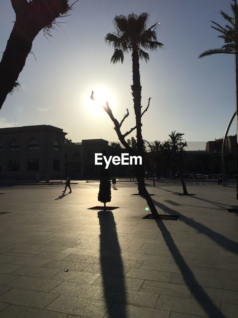 Trees by building against clear sky
