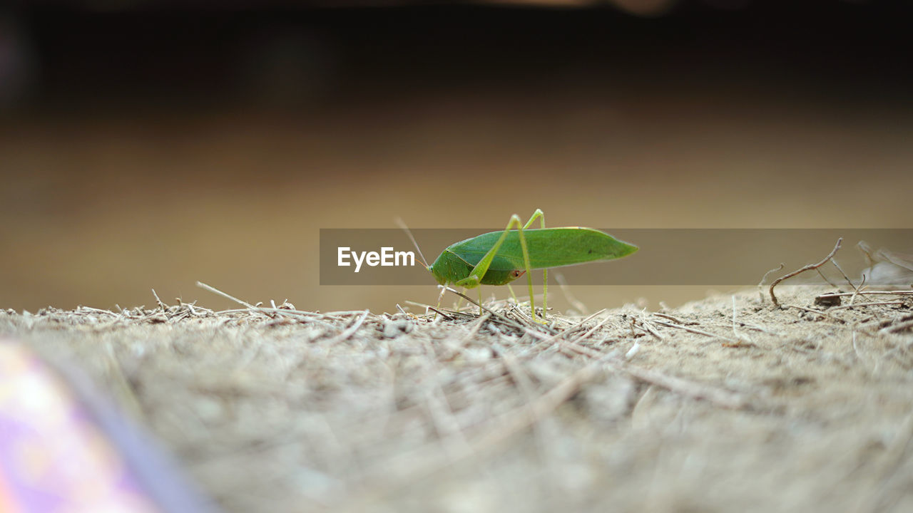 animal themes, animal, animal wildlife, selective focus, close-up, macro photography, insect, one animal, wildlife, nature, green, no people, plant, leaf, animal body part, day, outdoors, macro, plant part, ant, branch
