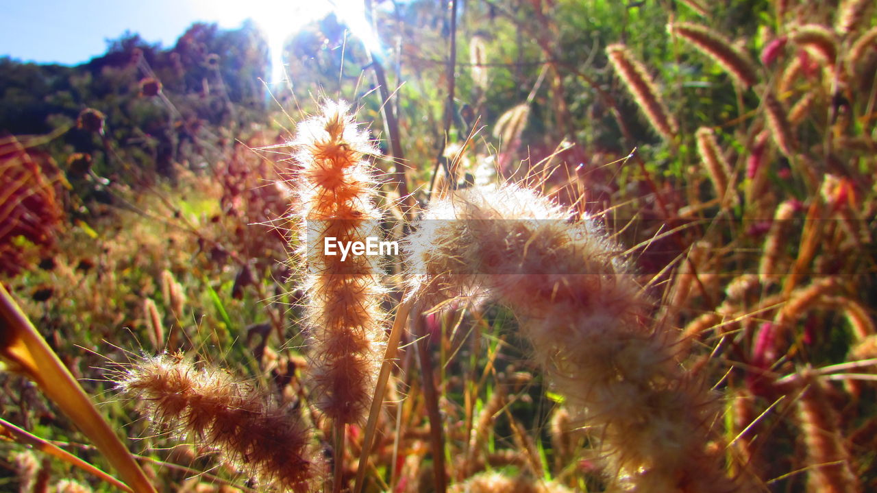 CLOSE-UP OF GRASS ON FIELD